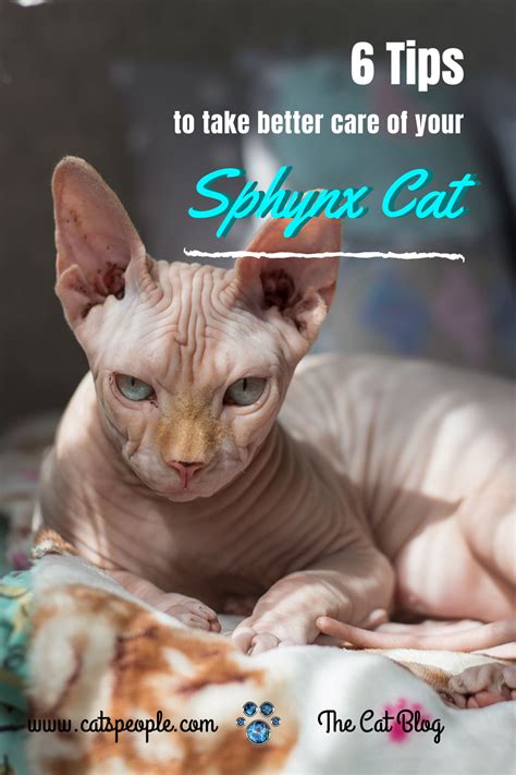 6 Sphynx Cat Care Tips Cat Parenting Cat Care Cat Diseases