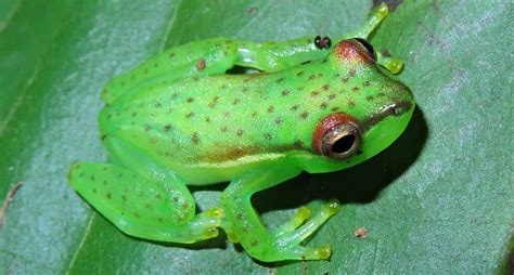 He Finally Located Source Of Mysterious Sound A New Frog Species Named