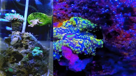 Cylinder Reef Tank Adding New Corals Youtube