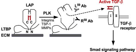 Plk Dependent Latent Tgf B Activation And Tgf B Smad Signaling