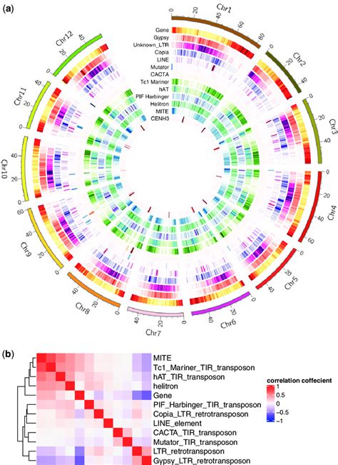 Chromosomal Distribution Of Genes And Transposons A And The