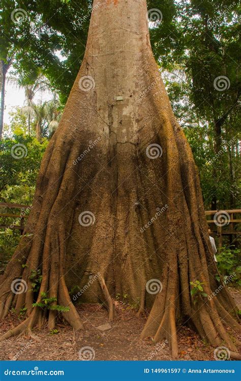 A Sumauma Tree Ceiba Pentandra With More Than 40 Meters Of Height