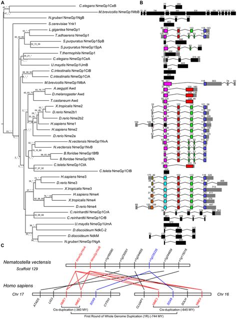 Phylogenetic Tree And Exon Intron Structure Of Group I Nme In