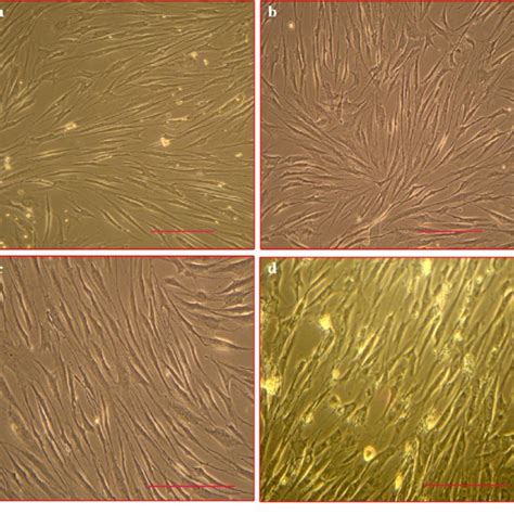 Positive Expression Of Mesenchymal Stem Cell Markers Cd105 Cd73