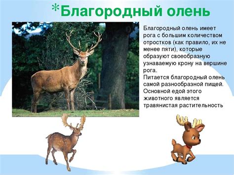 Виды оленей: фото, название, краткое описание