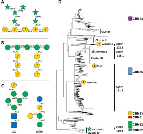 The Presence Of Galf Throughout The Fungal And Bacterial Kingdoms Is