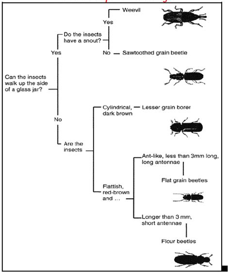 Pest Identification Stored Grain Pest Identification