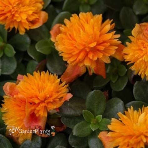 Portulaca Colorblast Double Tangerine New Garden Plants