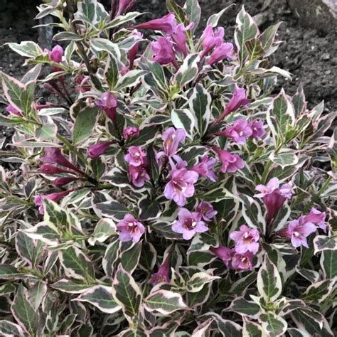 My Monet® Weigela Order Online