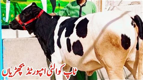 HF Freasian Heifers For Sale In Punjab Imported Heifers Latest Rate