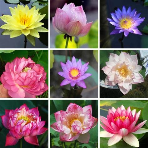 Lotus Flower Seeds, Water Lily Seeds, 10pcs/pack – GreenSeedGarden