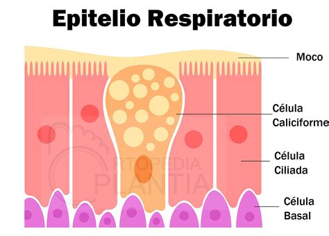 Respiron Incentivador Respiratorio De Flujo Para Trabajar La