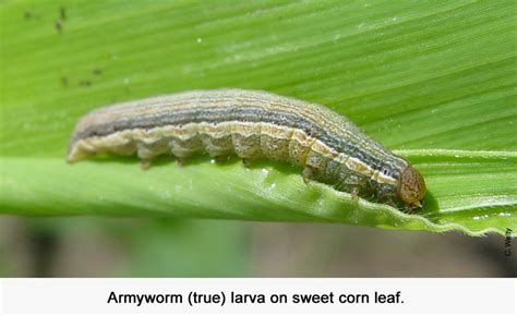 Sweet Corn Vegetable And Fruit Insect Pest Management