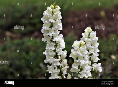 White Snapdragons In The Garden Stock Photo Alamy