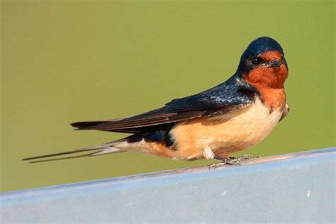 Golondrina Común Características Alimentación Reproducción Y Más Guía 2025