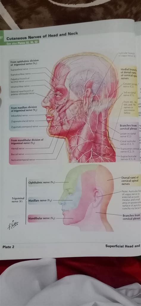 Cutaneous Nerves Of Head And Neck Medical Students Book Of Anatomy