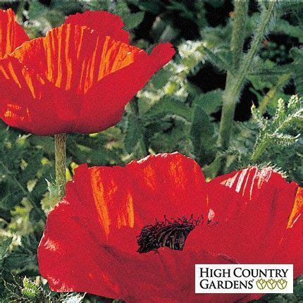 Brilliant Oriental Poppy High Country Gardens Papaver Poppies