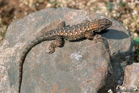 Northwestern Fence Lizard Sceloporus Occidentalis Occidentalis