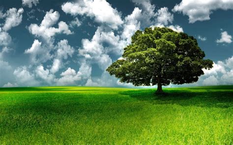 Tree Grass Sky Clouds Wallpaper Coolwallpapers Me