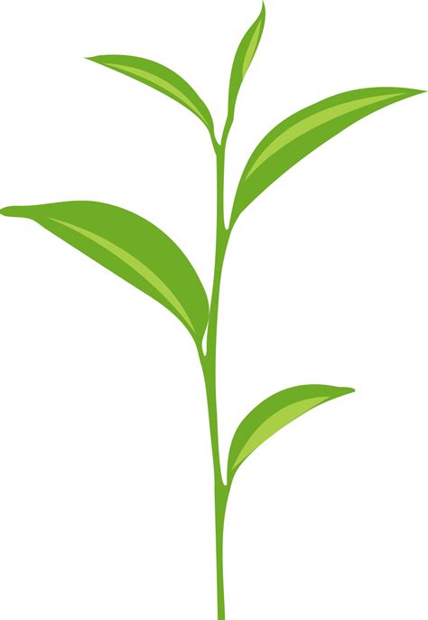 Verde T Hoja Png Png