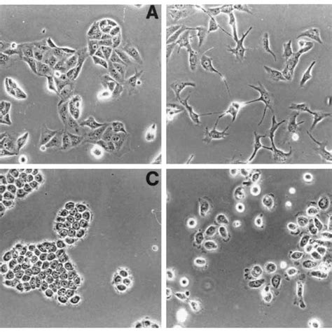 Sfl Factor Dissociates E Nbt Ii And Mdck Cells Mdck Cells Culture In Download Scientific