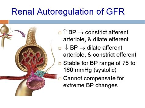 Regulation Of Gfr Dr Eman El Eter Glomerular