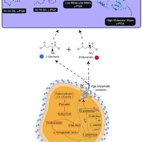 Factors and pathways involved in the biosynthesis of poly (γ-glutamic ...