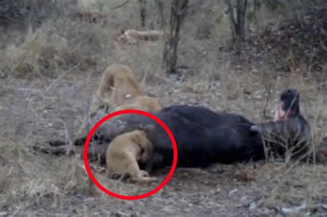 Lion Cub Gets Head Stuck In Buffalo S Butt While Trying To Eat It