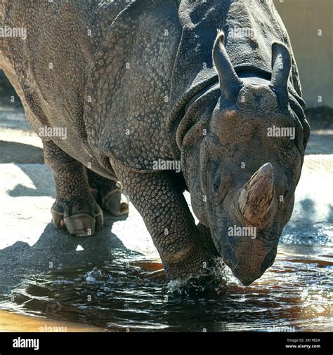 Indian Rhinoceros Greater One Horned Rhinoceros Rhino Unicorn Stock
