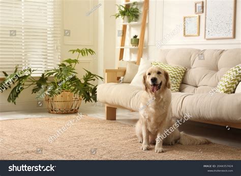 39531 Dog Living Room Images Stock Photos And Vectors Shutterstock