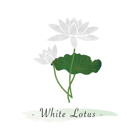 290 White Lotus Flower Clip Art Stock Illustrations Royalty Free Vector Graphics And Clip Art