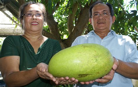 Look Biggest Mango In The World Mangoming Only Iligan City