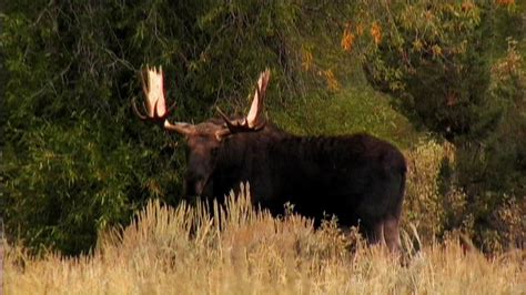 Capturing The North American Moose Outdoor Photography Guide