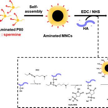 Schematic Illustration Of The Synthesis Of HA Conjugated MR Contrast