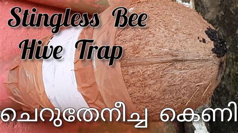 Cherutheneecha Hive Trap Stingless Bee Hive Trap Using Coconut