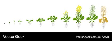 Rapeseed oilseed rape plant growth stages Vector Image