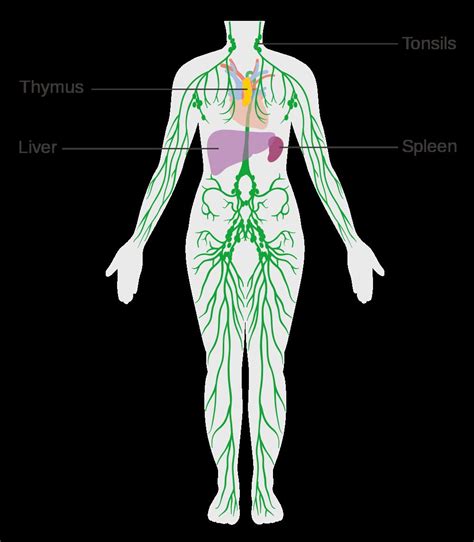 Lymphatic System Diagram Worksheet