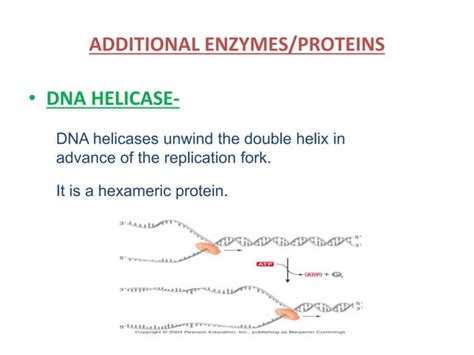 Enzyme Involved In Dna Replication Ppt