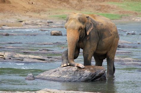 Pinnawala Elephant Orphanage: The Complete Guide - Olanka Travels