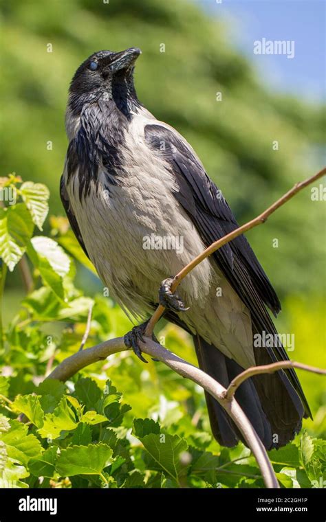 Un magpie eurasiático sentado en una rama delgada también conocido