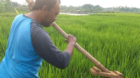 Ngabolang Sore Sore Ka Sawah Youtube