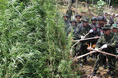 Petugas Gabungan Musnahkan Lahan Ganja Di Aceh