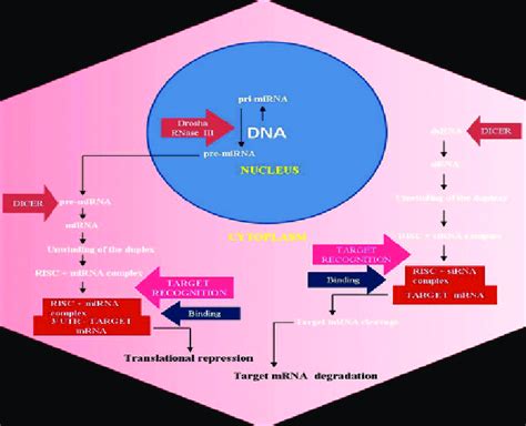 Schematic Representation Of Rna Interference Mechanism Indicating The