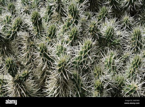 Tunicata Cactus Hi Res Stock Photography And Images Alamy