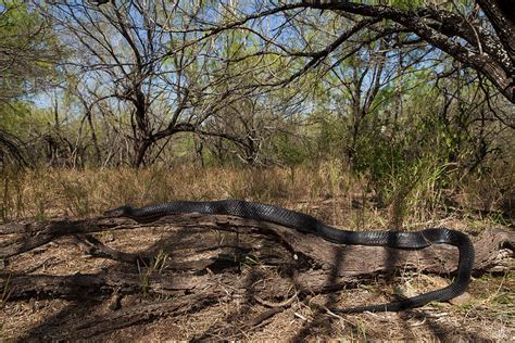 Texas Indigo Snake Facts and Pictures