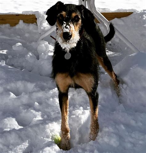 Doberman Poodle Mix: Temperament, Appearance, Health & More