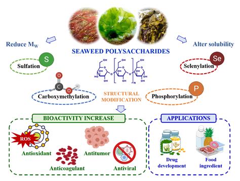 Seaweed Polysaccharides Emerging Extraction Technologies Chemical