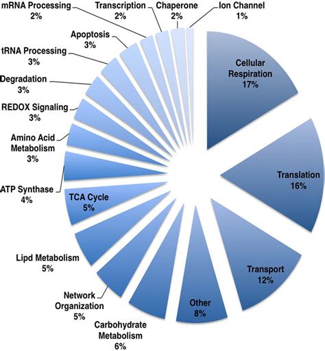 Functional Class Distribution Of Identified Mitochondrial Proteins Download Scientific Diagram