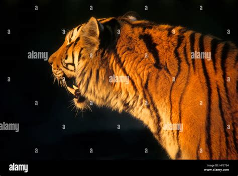 SiberianTiger el felino más grande del mundo Fotografía de stock Alamy