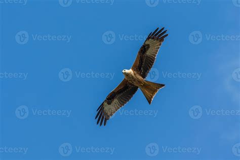 Red Kite In Flight 4901171 Stock Photo at Vecteezy